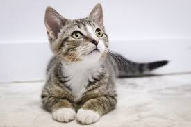 Bringing Home a New Kitten: How to Keep Everyone Happy (and Sane)